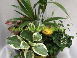 Arreglo con plantas en copa de cristal