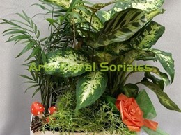 Arreglo con plantas