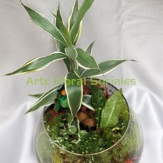 Arreglo de plantas en cristal