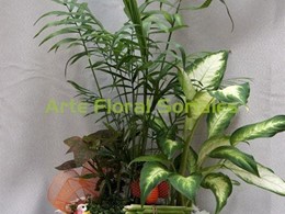 Arreglo de plantas