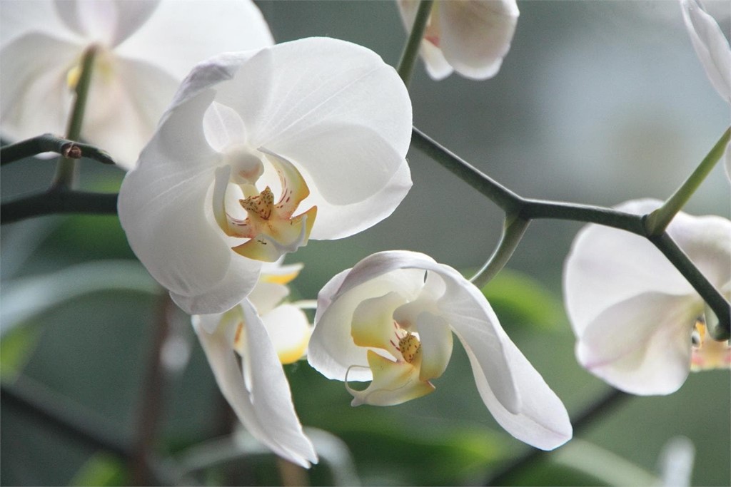 Celebra el Día del Padre con flores y plantas