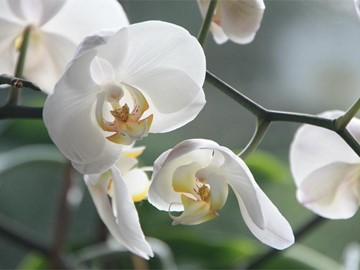 Celebra el Día del Padre con flores y plantas