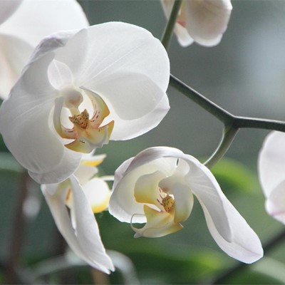 Celebra el Día del Padre con flores y plantas