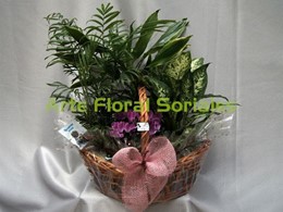 Cesta con cuatro plantas