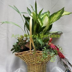 Cesta con plantas