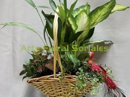 Cesta con plantas