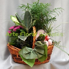 Cesta de plantas y peluche