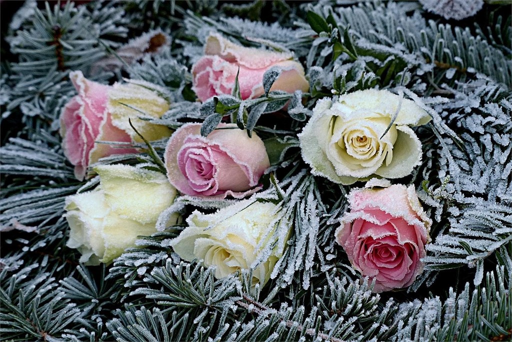 Cómo recibir el año con las flores de temporada