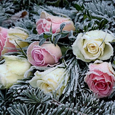 Cómo recibir el año con las flores de temporada