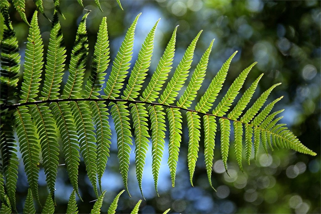 ¿Cuáles son las flores y plantas más fáciles de cuidar?