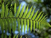 ¿Cuáles son las flores y plantas más fáciles de cuidar?