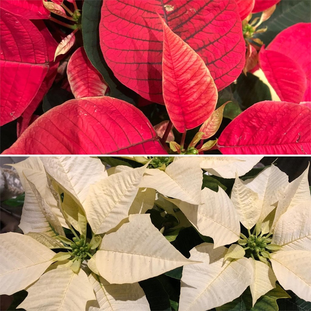 ¡Descubre las plantas de la Navidad con Arte Floral Soriales!
