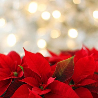 Flores y plantas, el regalo perfecto para estas Navidades