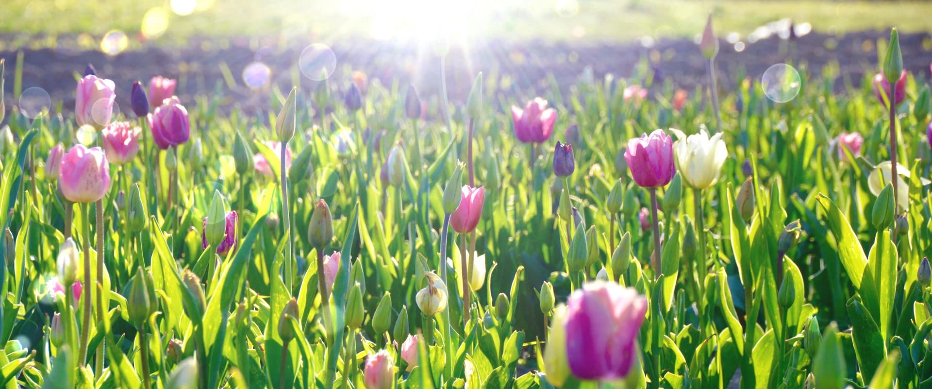 Noticias de flor de Arte Floral Soriales