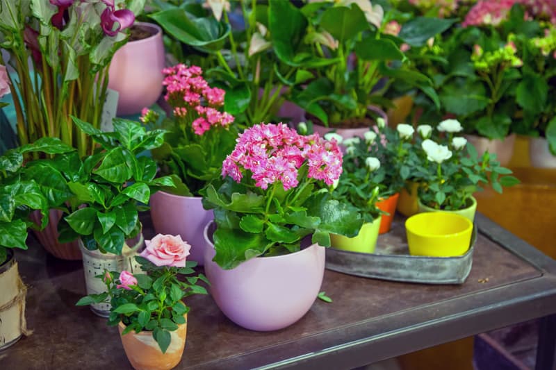 Arreglos florales en Lugo