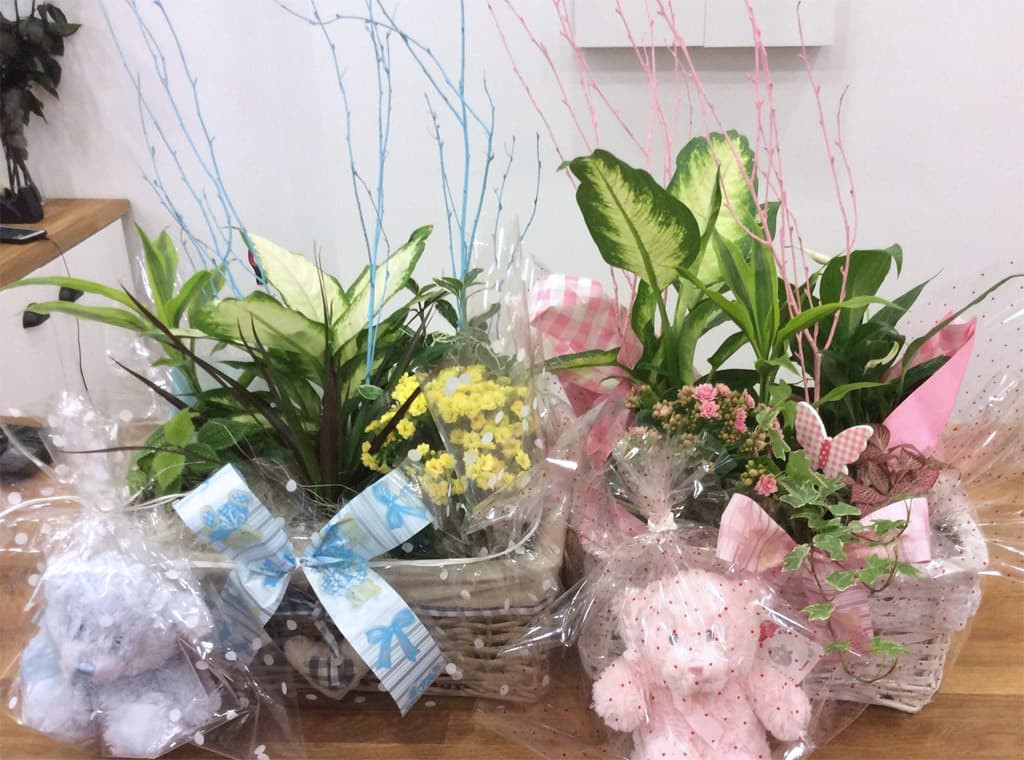 Regalar flores en Lugo