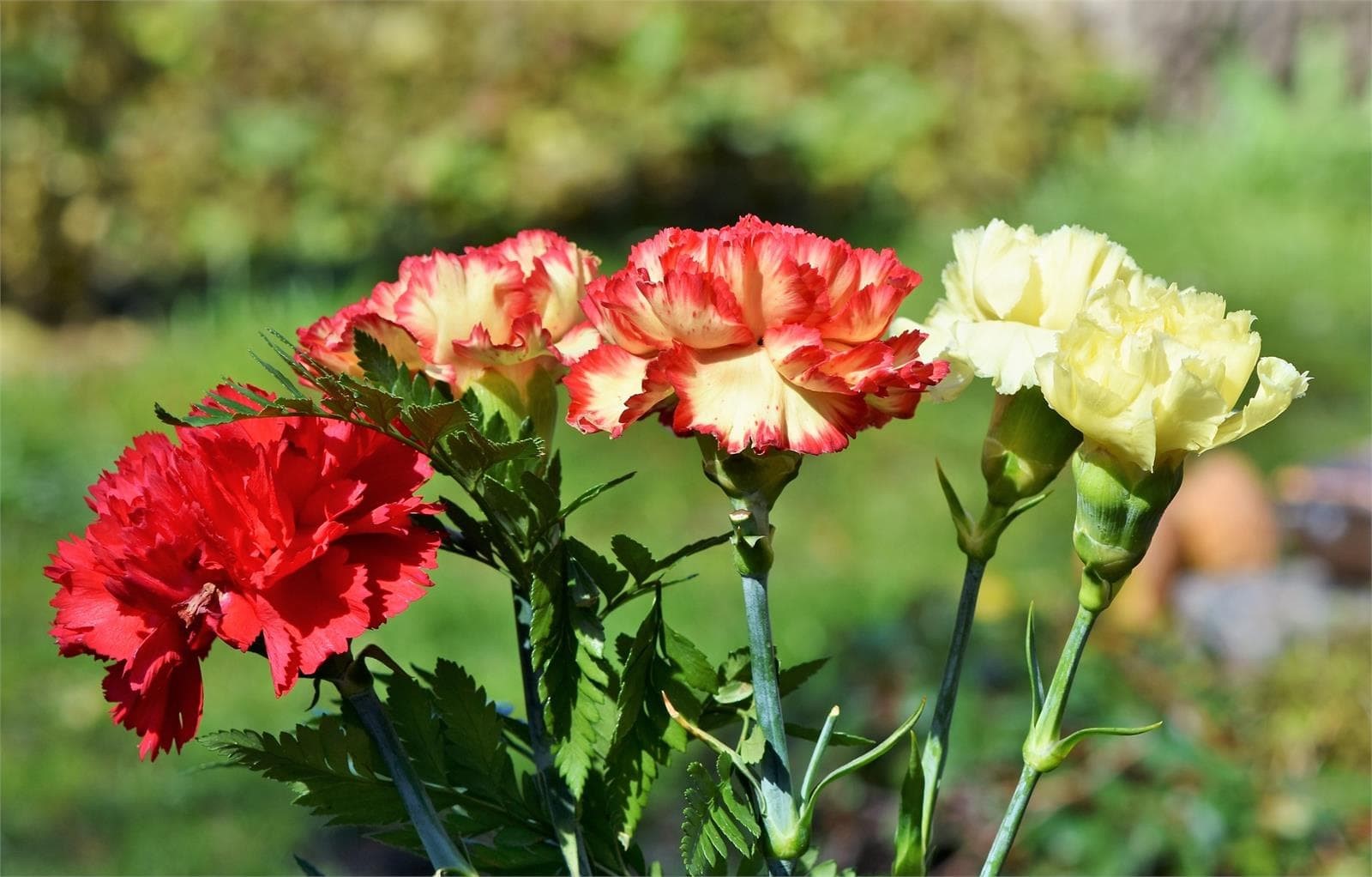 Las flores favoritas del verano - Imagen 2