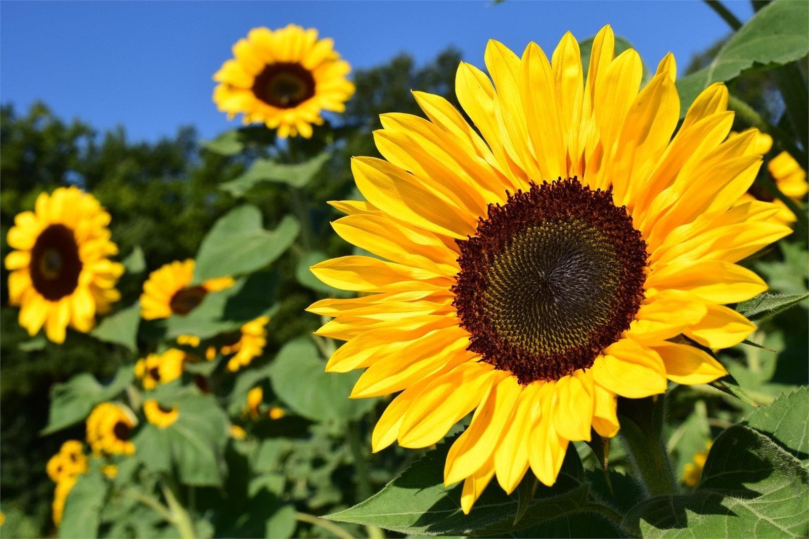 Las flores favoritas del verano - Imagen 1