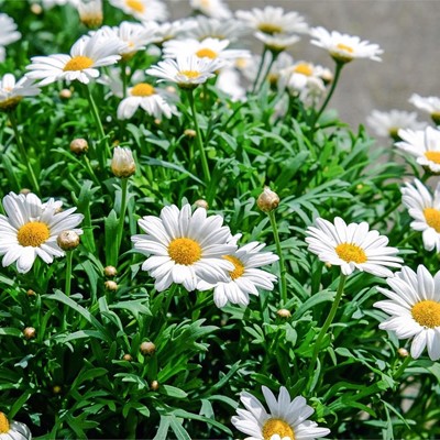Las flores favoritas del verano