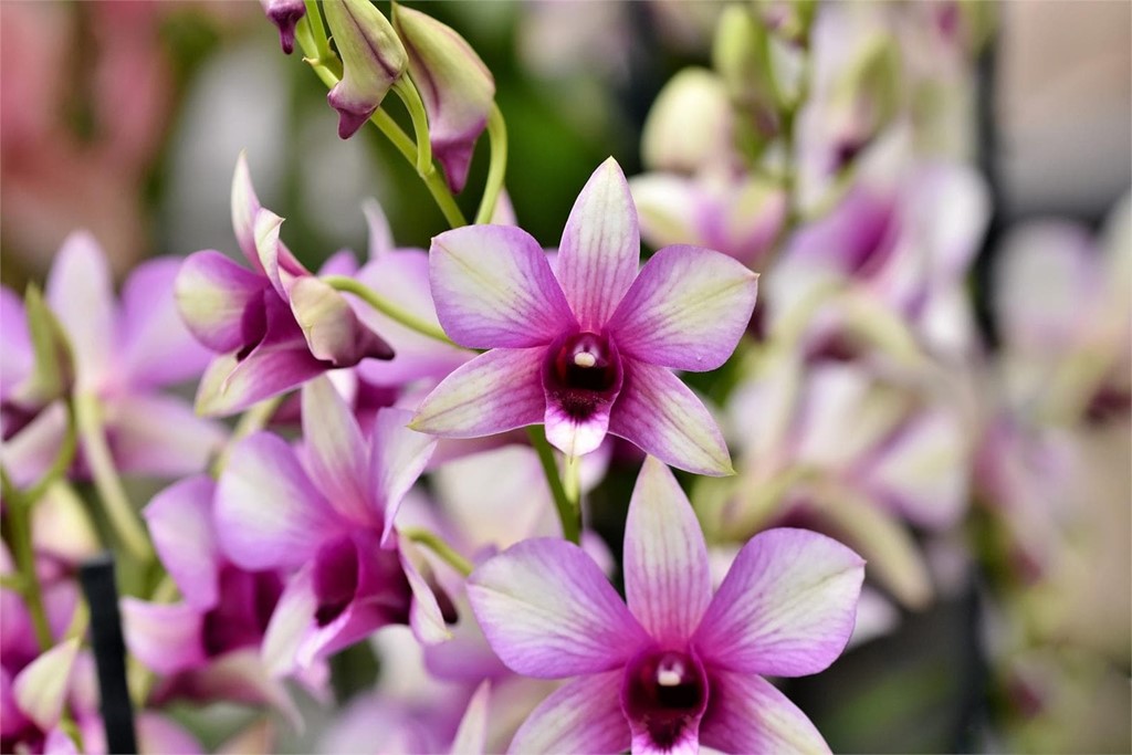 Las flores perfectas para atraer la buena suerte en el nuevo año