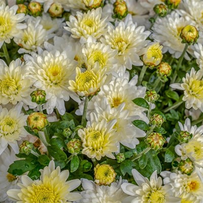 Las flores que te cautivarán este otoño