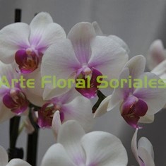 Orquídea phalaenopsis blanca y rosa en maceta de cristal