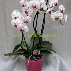 Orquídea phalaenopsis blanca y rosa en maceta de cristal