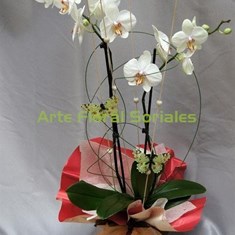 Orquídea phalaenopsis blanca