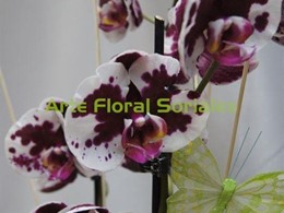 Orquídea phalaenopsis de 3 varas