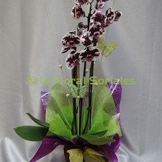 Orquídea phalaenopsis de 3 varas