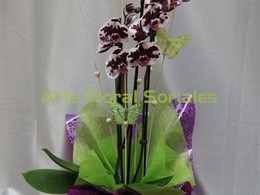 Orquídea phalaenopsis de 3 varas