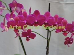 Orquídea phalaenopsis en color fucsia