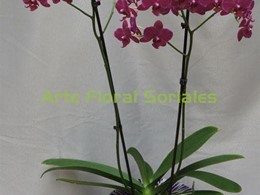 Orquídea phalaenopsis en color fucsia