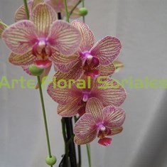 Orquídea phalaenopsis en copa de cristal