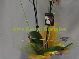 Orquídea phalaenopsis en copa de cristal