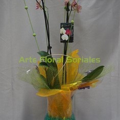 Orquídea phalaenopsis en copa de cristal