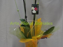 Orquídea phalaenopsis en copa de cristal