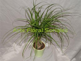 Planta beaucarnea