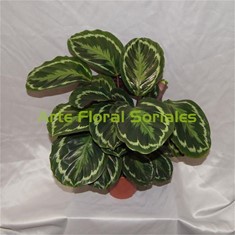 Planta calathea