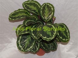 Planta calathea
