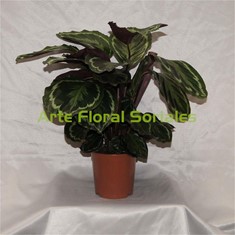 Planta calathea