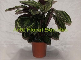 Planta calathea