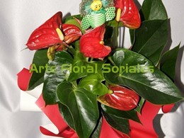 Planta de anturium de color rojo