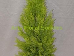 Planta de ciprés sobre maceta blanca