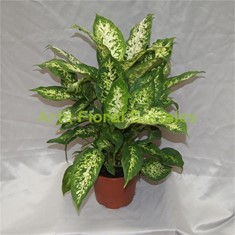 Planta dieffenbachia