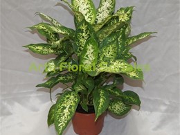 Planta dieffenbachia