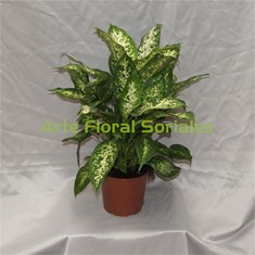 Planta dieffenbachia