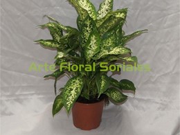 Planta dieffenbachia