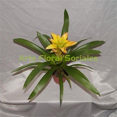 Planta guzmania