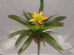 Planta guzmania